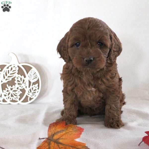 Brooke, Cavapoo Puppy